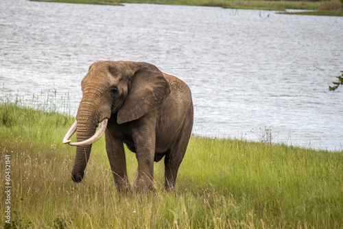 Elephant walking next to the small lake  in Imire National Park  Zimbabwe