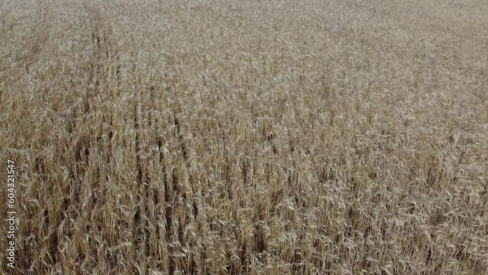 zboże pole agrikultura rolnictwo wiosna hiszpania
