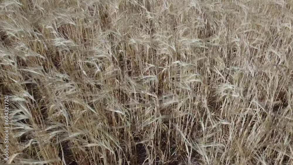 zboże pole agrikultura rolnictwo wiosna hiszpania zboże pole agrikultura rolnictwo wiosna hiszpania