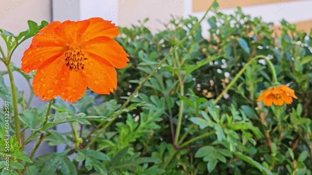 Orange flowers from a garden in a small town in Brazil, 4k, natural light. Orange flowers from a garden in a small town in Brazil, 4k, natural light.