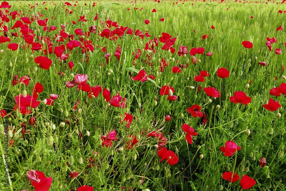 Poppy field in the middle of a field of green wheat