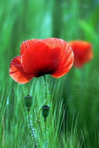 Red poppy flower in foreground isolated in a field of green grass. Poppy of memory. Close up