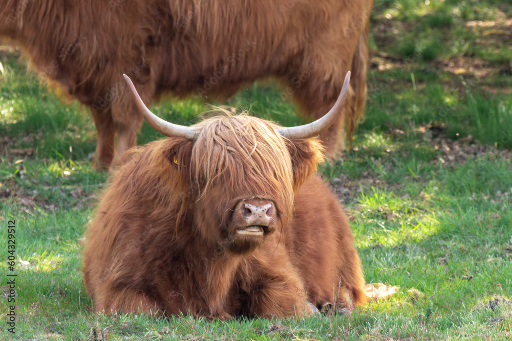 group of Scottish Highlanders takes a rest under the trees on the nature reserve the Mookerheide in Limburg, the Netherlands group of Scottish Highlanders takes a rest under the trees on the nature reserve the Mookerheide in Limburg, the Netherlands
