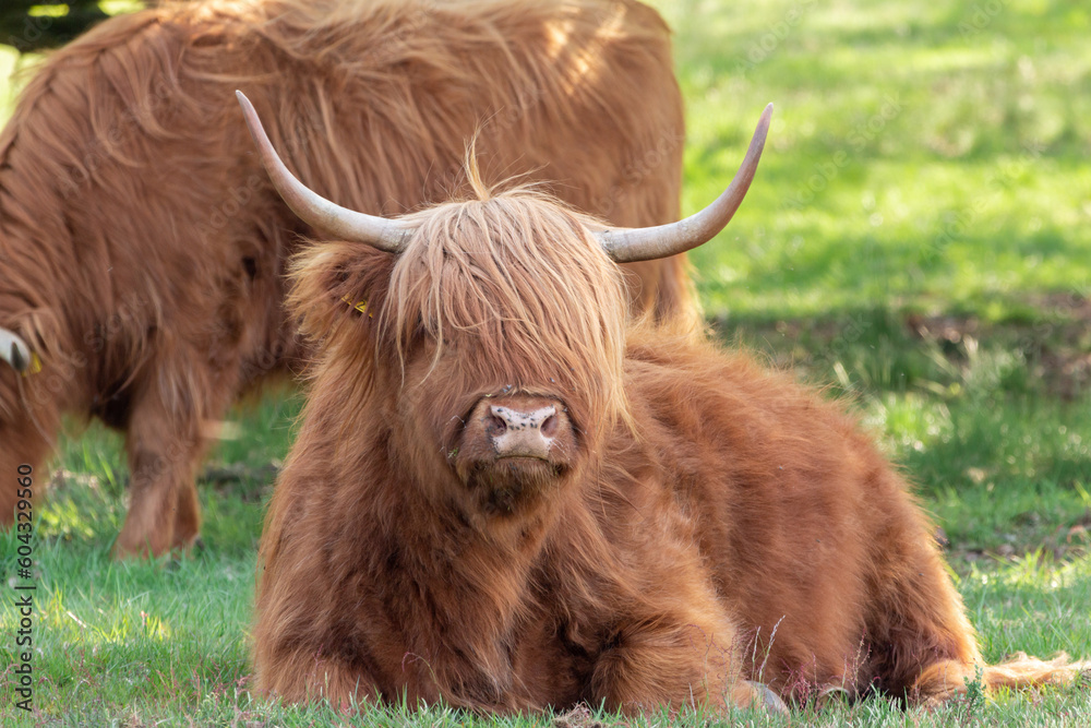 Scottish Highlander is taking a rest under the trees while another is grazing on the nature reserve the Mookerheide in Limburg, the Netherlands