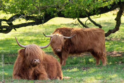 Scottish Highlander is taking a rest under the trees while another is grazing on the nature reserve the Mookerheide in Limburg, the Netherlands