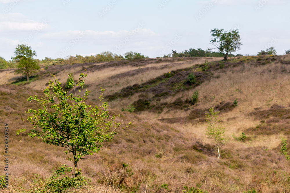 Dutch heath landscape, the mookerheide in the province of limburg, during the sunny south summer in the Netherlands
