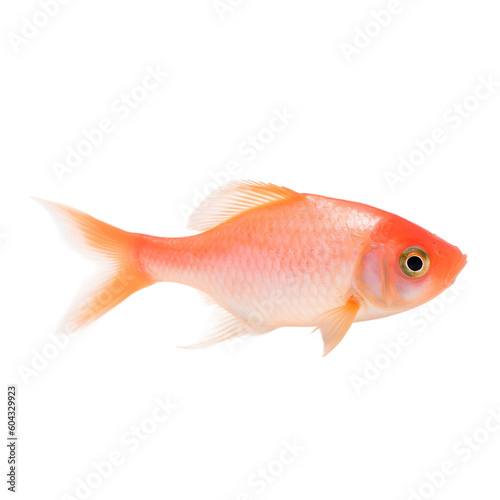 side view of Peach fish isolated on a transparent background, Generative ai