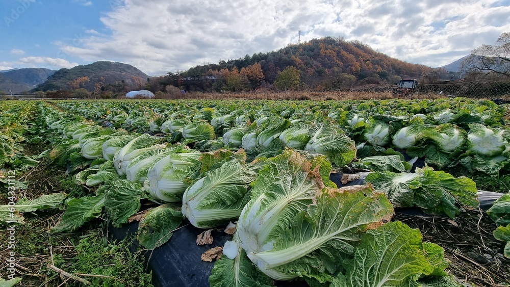 배추, 배추밭, 김장 배추, 가을배추, 배추밭 풍경 Stock Photo | Adobe Stock