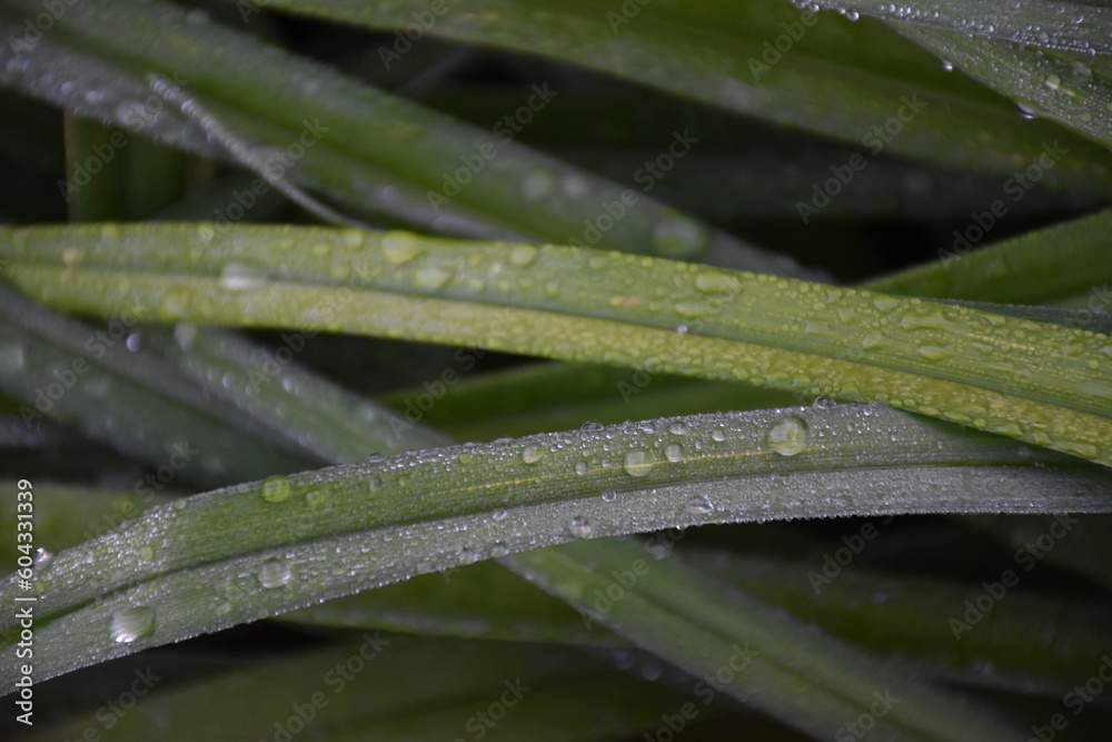 Raindrops on Grass Stems Raindrops on Grass Stems