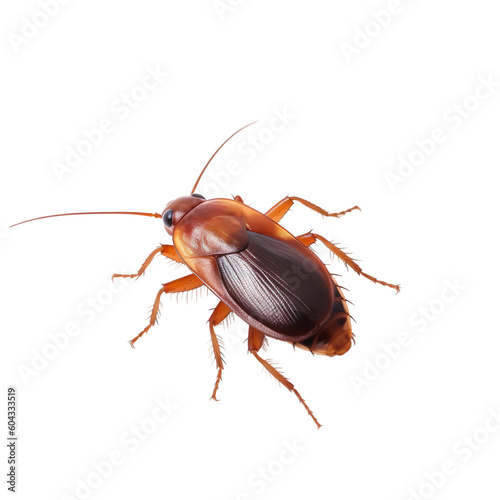 Cockroach insect isolated on transparent background, Generative ai 