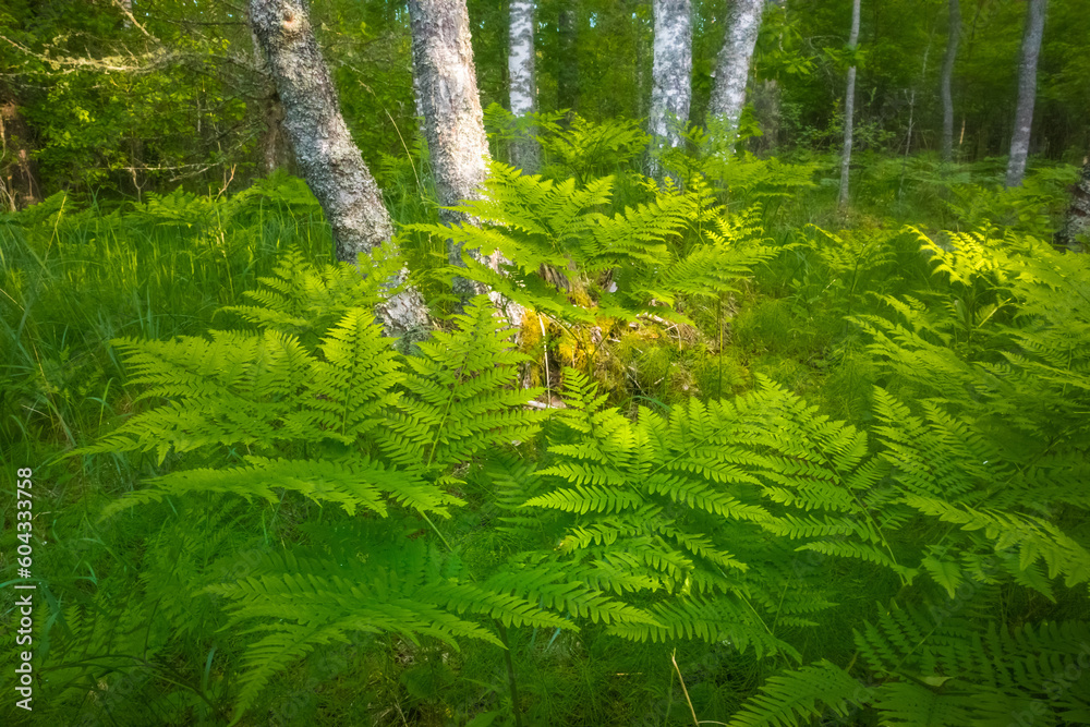 Nature's Symphony: Serene Fern Leaves Closeup in the Enchanting Forest in Northern Europe