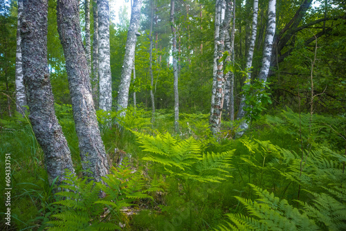 Nature s Symphony  Serene Fern Leaves Closeup in the Enchanting Forest in Northern Europe