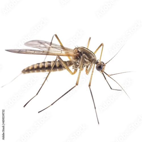 Mosquito Hawk insect isolated on transparent background, Generative ai   © SuperPixel Inc