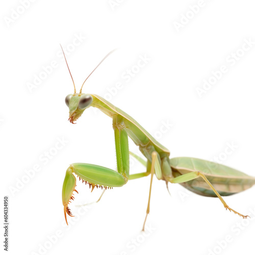 Praying Mantis insect isolated on transparent background, Generative ai 