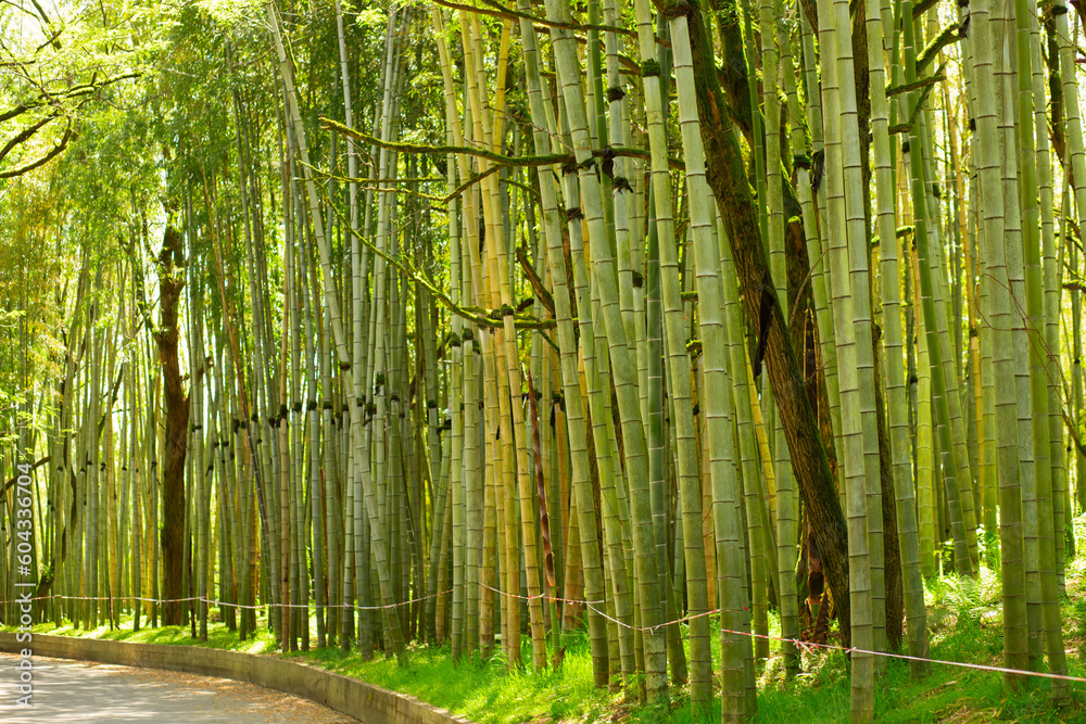 Fototapeta bamboo forest, green stems grow, Zen bamboo garden