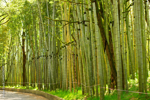 bamboo forest  green stems grow  Zen bamboo garden