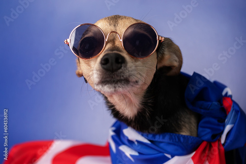 Fototapeta Naklejka Na Ścianę i Meble -  independence day, 4th of july, memorial day, dog in the american flag