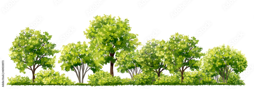Vector watercolor green tree or forest side view isolated on white background for landscape and architecture drawing,elements for environment or garden,botanical element for exterior section in spring