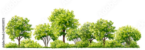 Vector watercolor green tree or forest side view isolated on white background for landscape and architecture drawing,elements for environment or garden,botanical element for exterior section in spring