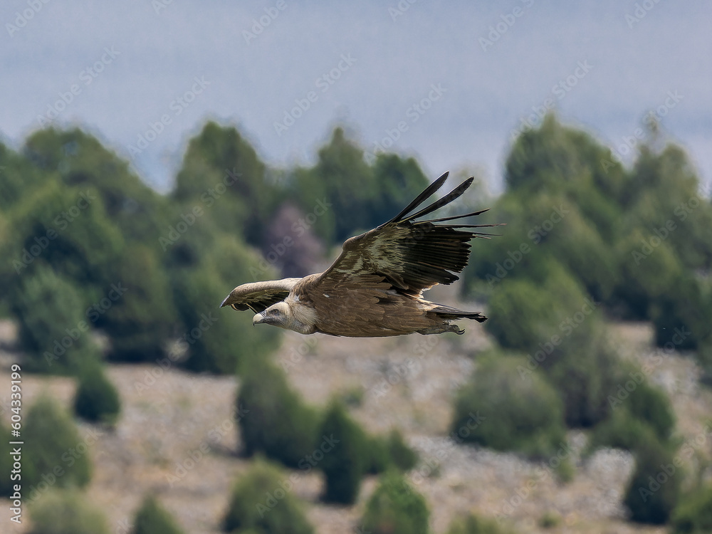 Obraz premium Buitre leonado ibérico 