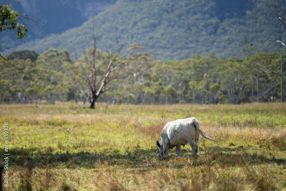 Stud cattle on nature grasses on a farm in Australia. Speckle park Cows in a field grazing on pasture 