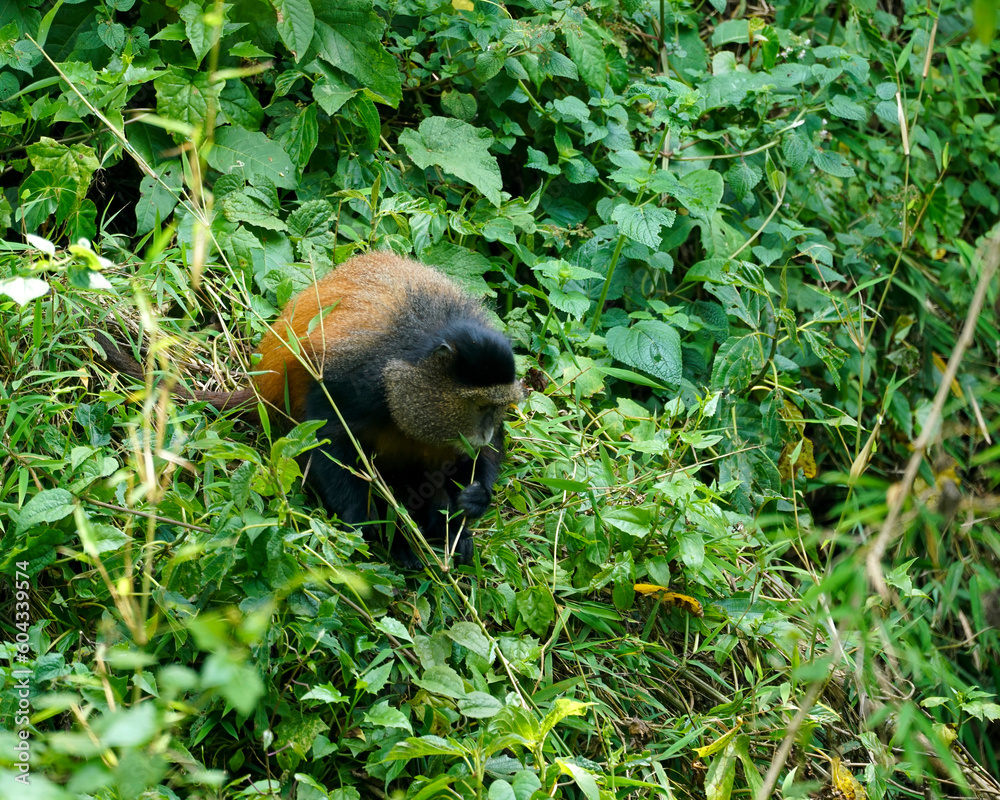Golden monkey, Cercopithecus kandti, in Volcanoes National Park of Rwanda