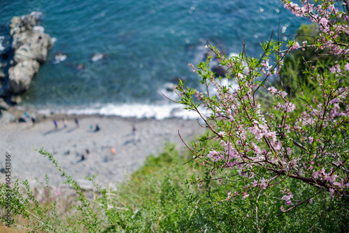 Cherry blossoms in full bloom with the sea