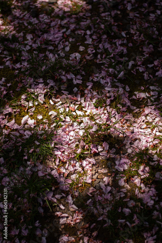 View on pink petals on the ground in the garden 