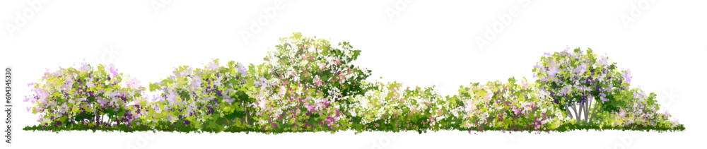 Vector of flower grass or blooming shrub isolated on white background,tree elevation for landscape concept,environment panorama scene,eco design,meadow for spring Vector of flower grass or blooming shrub isolated on white background,tree elevation for landscape concept,environment panorama scene,eco design,meadow for spring