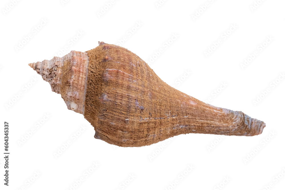 Macro shot of a sea conch shell on a white background