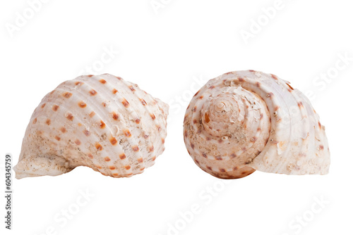 Macro shot of a sea conch shell on a white background