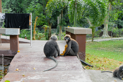 Monkey in Koh Samui Thailand. ang thong national park