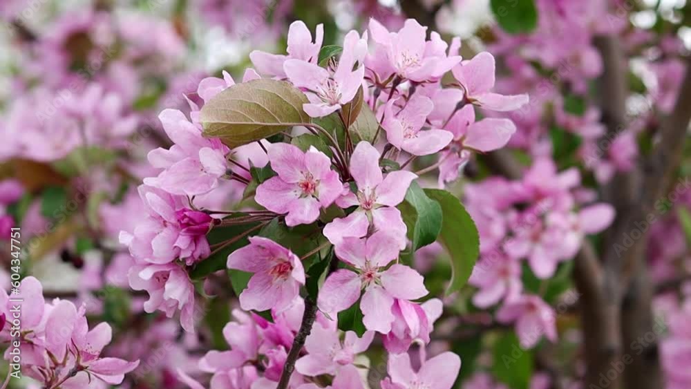 Slow motion, smooth camera movement, close-up of pink apple flowers against bokeh background.