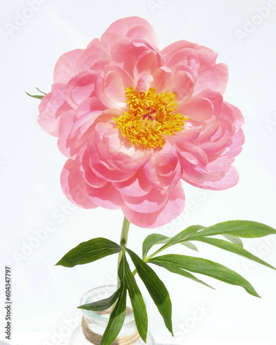 Fototapeta Naklejka Na Ścianę i Meble -  Pink peony flower head on white background