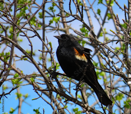 Close-up of a red-winged blackbird that is perched in a tree on a warm spring day in May with a blurred background.