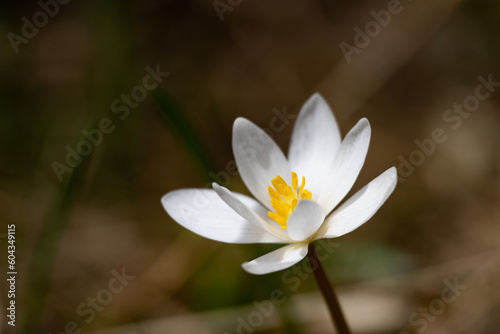 A sunlit bloodroot flower, Sanguinaria canadensis, isolated on a dark shadow background in the early spring 