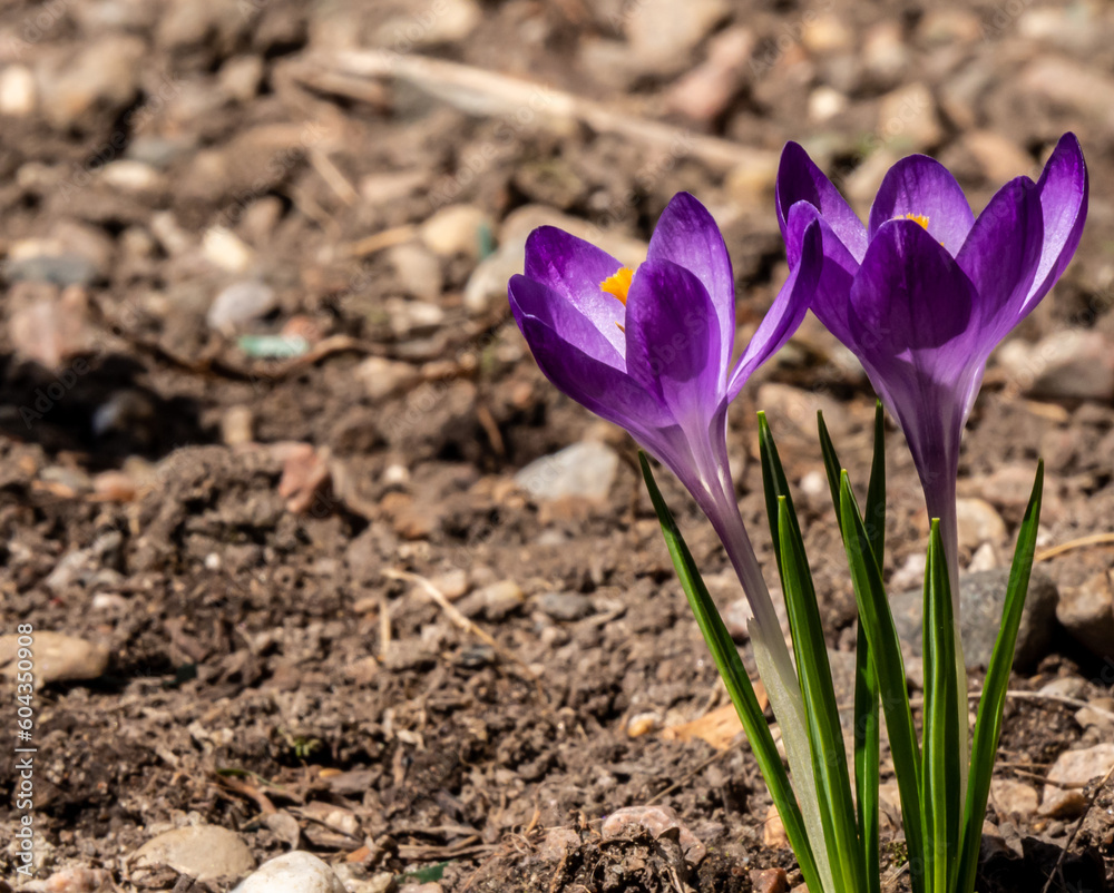 Close-up of the purple flowers on a woodland crocus plant that is growing in a flower garden on a warm sunny day in April with a blurred background. Close-up of the purple flowers on a woodland crocus plant that is growing in a flower garden on a warm sunny day in April with a blurred background.
