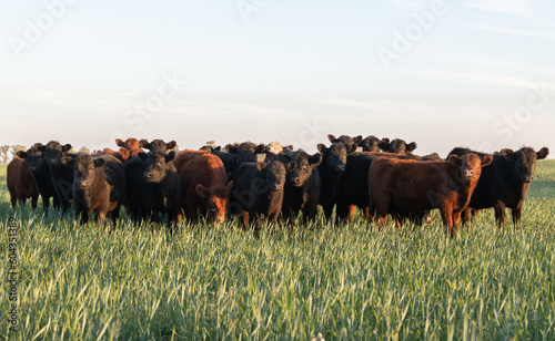 Herd of steers