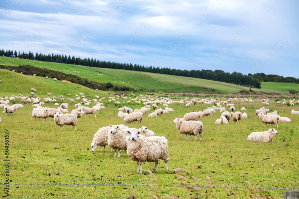 New Zealand rural landscape with free range sheep New Zealand rural landscape with free range sheep