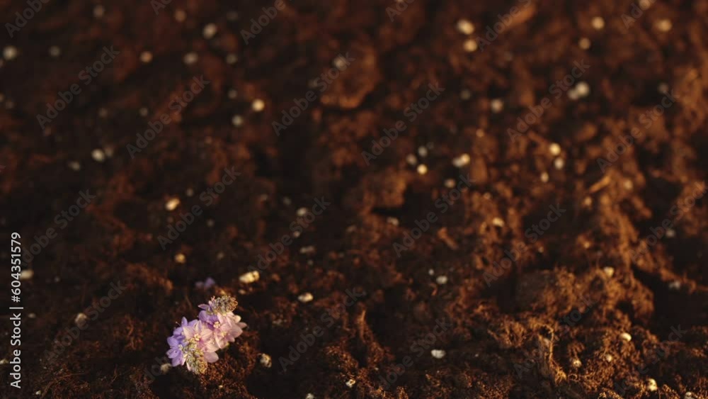 A sprout of grass with lilac flowers grows out of the ground. Spring fun footage. Fairy story. Positive emotions. Optical illusion A sprout of grass with lilac flowers grows out of the ground. Spring fun footage. Fairy story. Positive emotions. Optical illusion