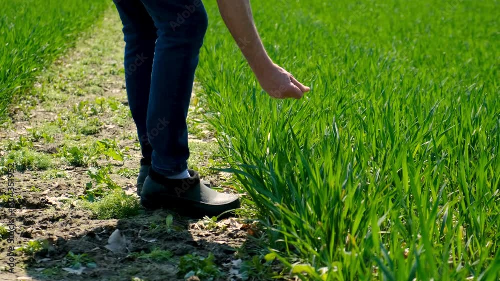 The male farmer checks green wheat sprouts on the field. Selective focus. The male farmer checks green wheat sprouts on the field. Selective focus.