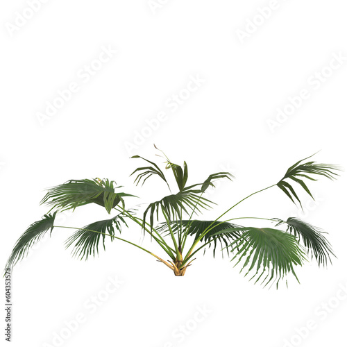 3d illustration of livistona plant isolated on transparent background