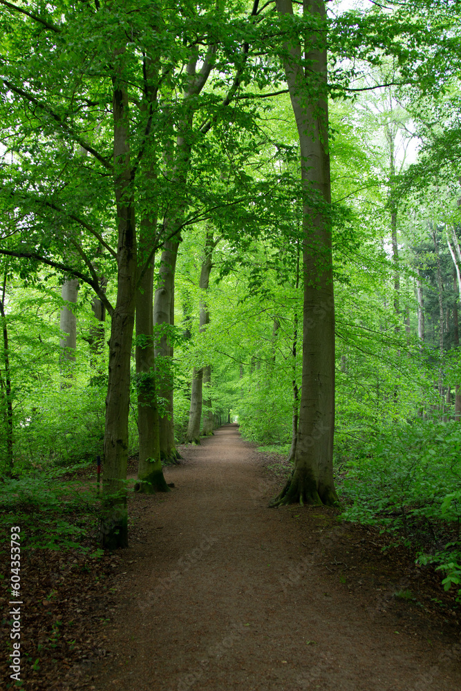 Obraz premium Beautiful Landscape during spring 2023. Many trails, beautiful green, perfect to ride a bike or going for a walk. Place to relax full of nature. Tall trees. An old windmill, cows, farm enviroment.