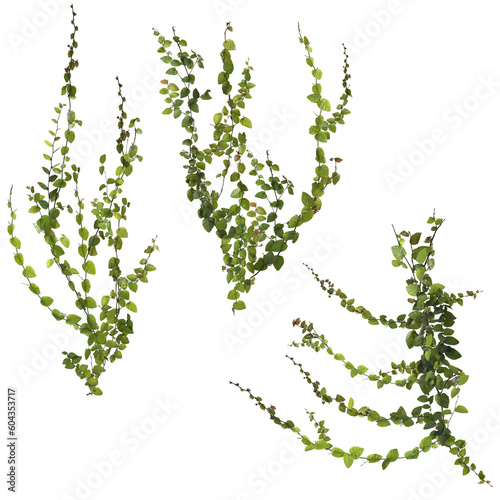 3d illustration of set ficus pumila creeper isolated on transparent background