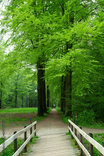 Beautiful Landscape in Vorden, Netherlands/Holland during spring 2023.  Many trails, beautiful green, perfect to ride a bike or going for a walk. Place to relax full of nature. Tall trees. photo