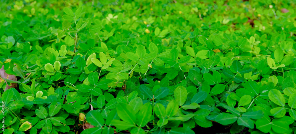 green grass background, green background, background of grass, green leaves background, background of leaves, green plant in the garden, green grass texture green grass background, green background, background of grass, green leaves background, background of leaves, green plant in the garden, green grass texture