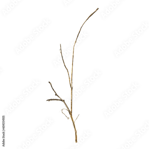 3d illustration of dry grass isolated on transparent background top view