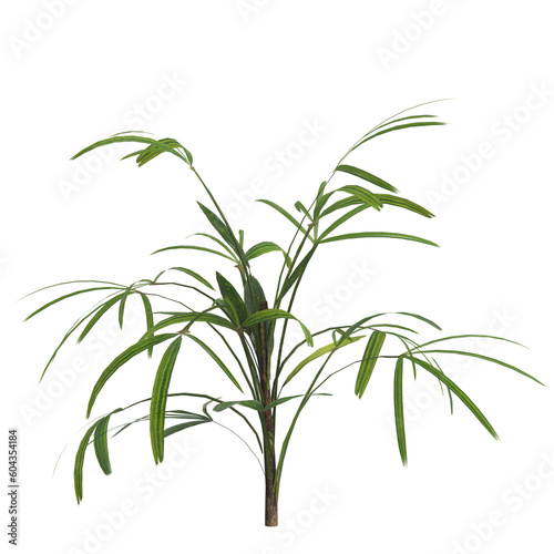 3d illustration of rhapis plant isolated on transparent background