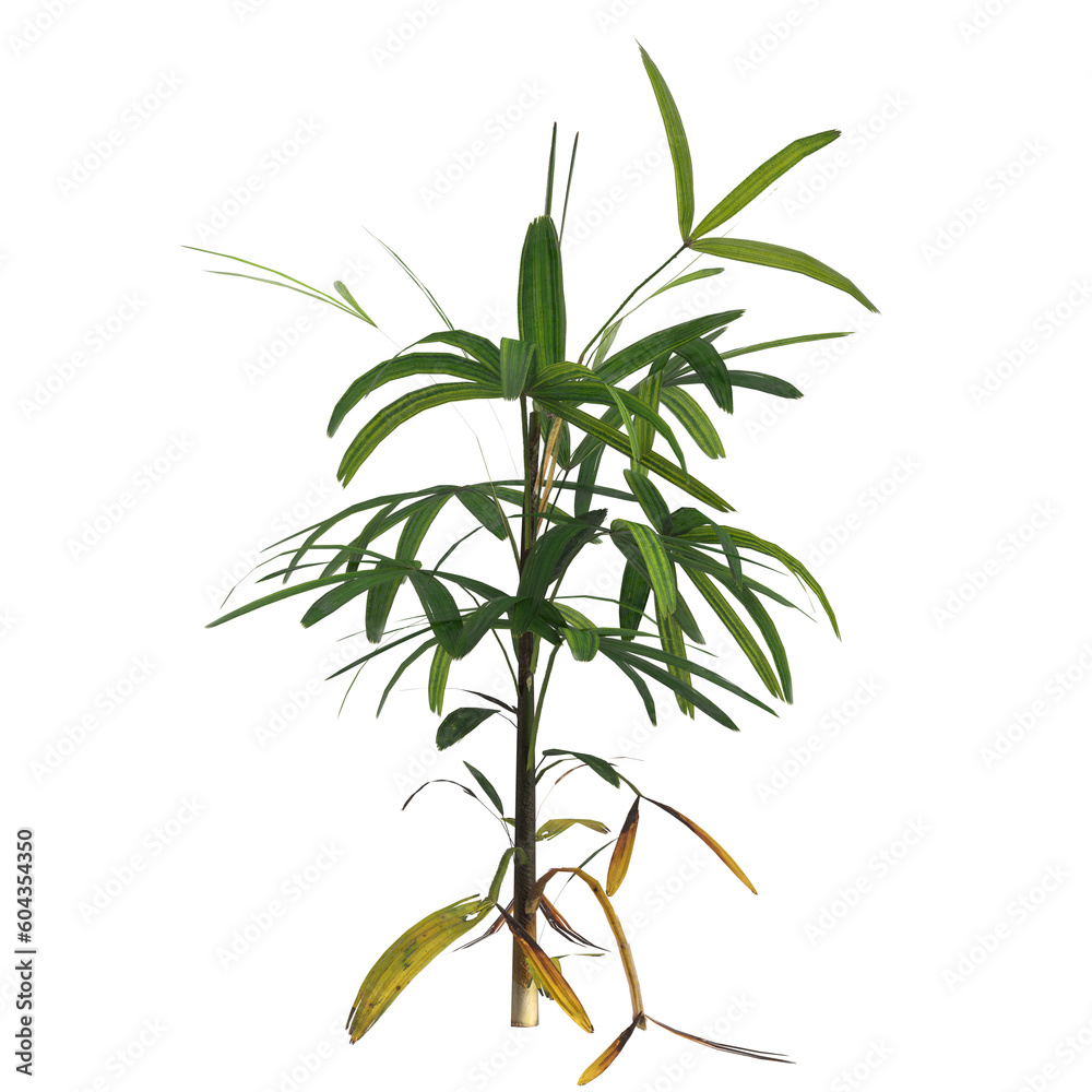 3d illustration of rhapis plant isolated on black background