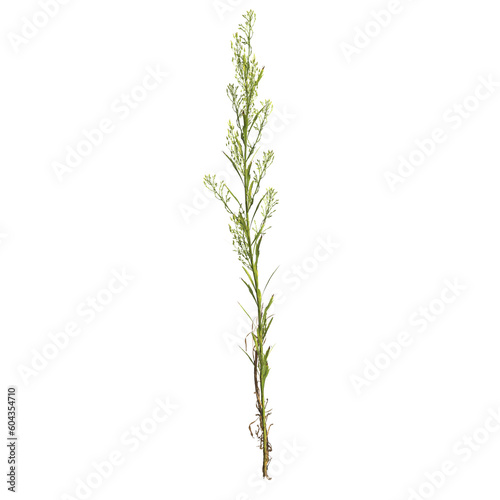 3d illustration of horseweed plant isolated on transparent background